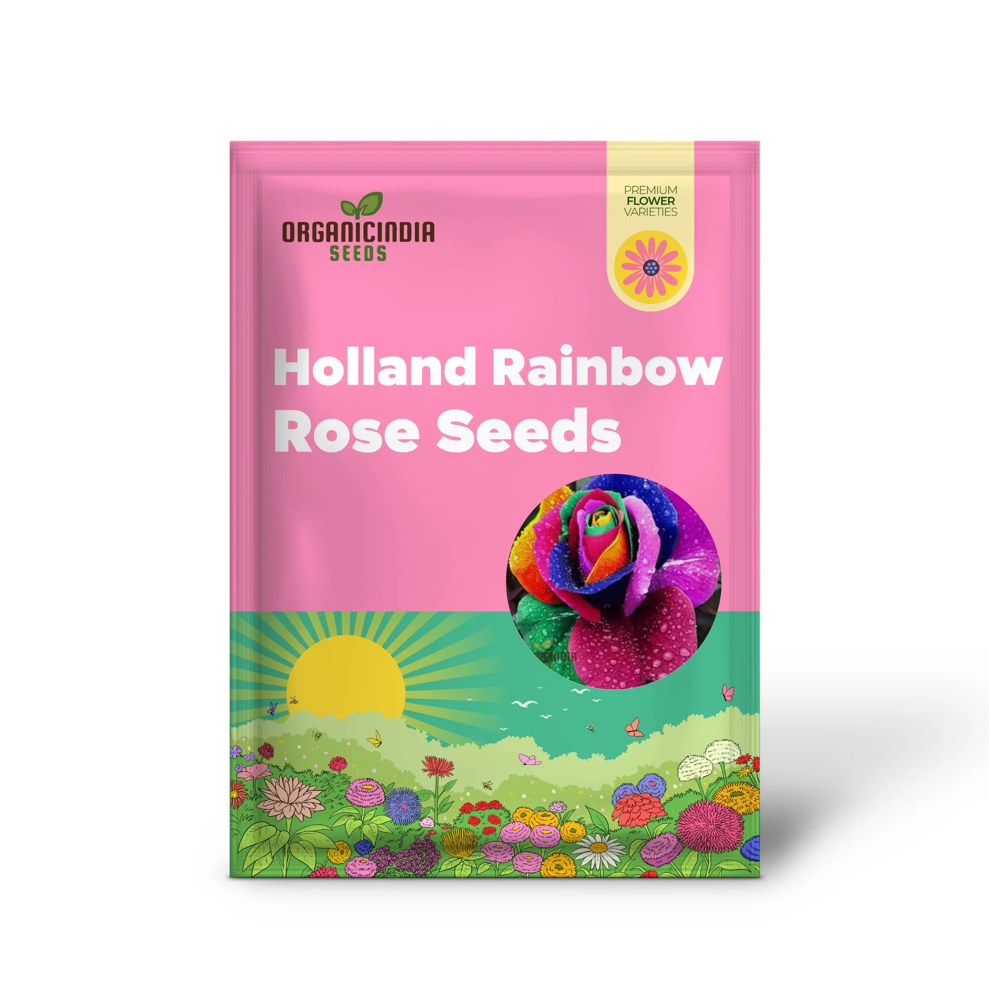 Planting Rare Holland Rainbow Rose Seeds - Image 2