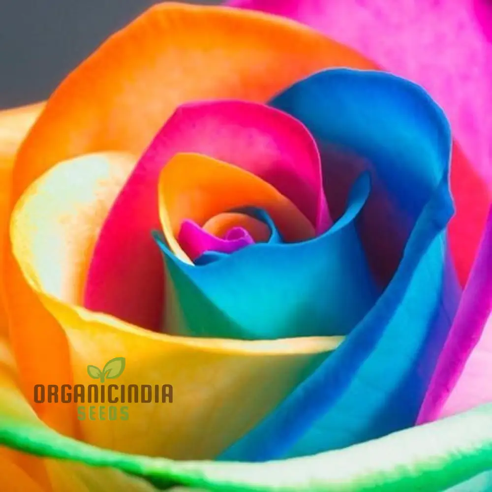 Planting Rare Holland Rainbow Rose Seeds - Image 4