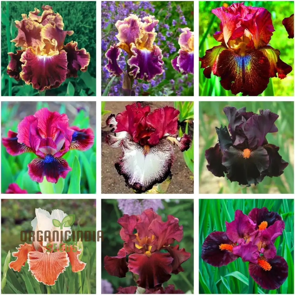 Iris Flower Seeds for Planting – Colorful Garden Blooms for Outdoor