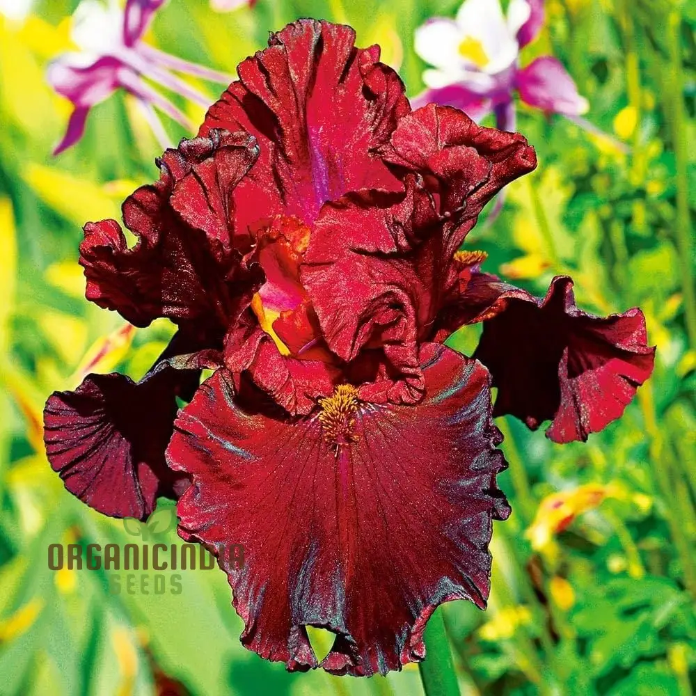 Iris Flower Seeds for Planting – Colorful Garden Blooms for Outdoor - Image 3