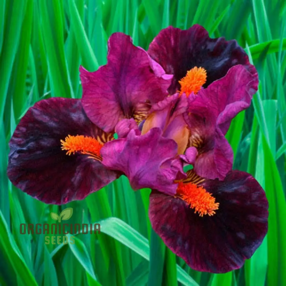 Iris Flower Seeds for Planting – Colorful Garden Blooms for Outdoor - Image 4