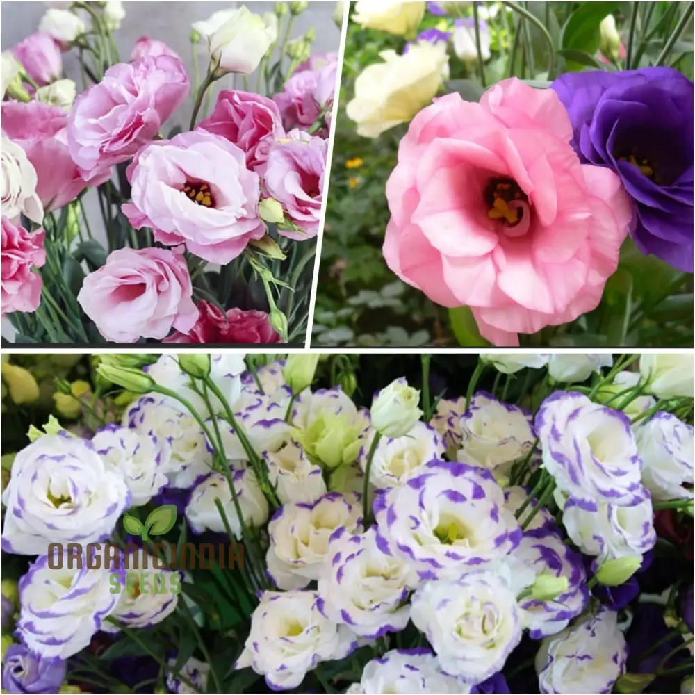 Rare Mixed Colour Eustoma Seeds for Planting