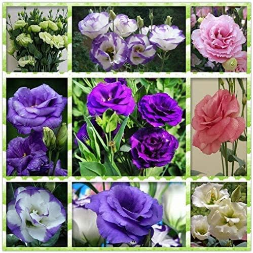 Rare Mixed Colour Eustoma Seeds for Planting - Image 3