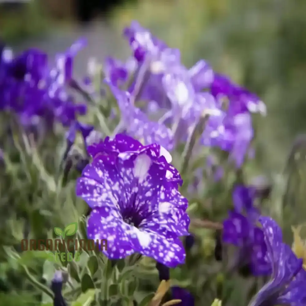 Rare Night Sky Petunia Seeds Celestial Blooms for Stunning Garden Displays - Image 4