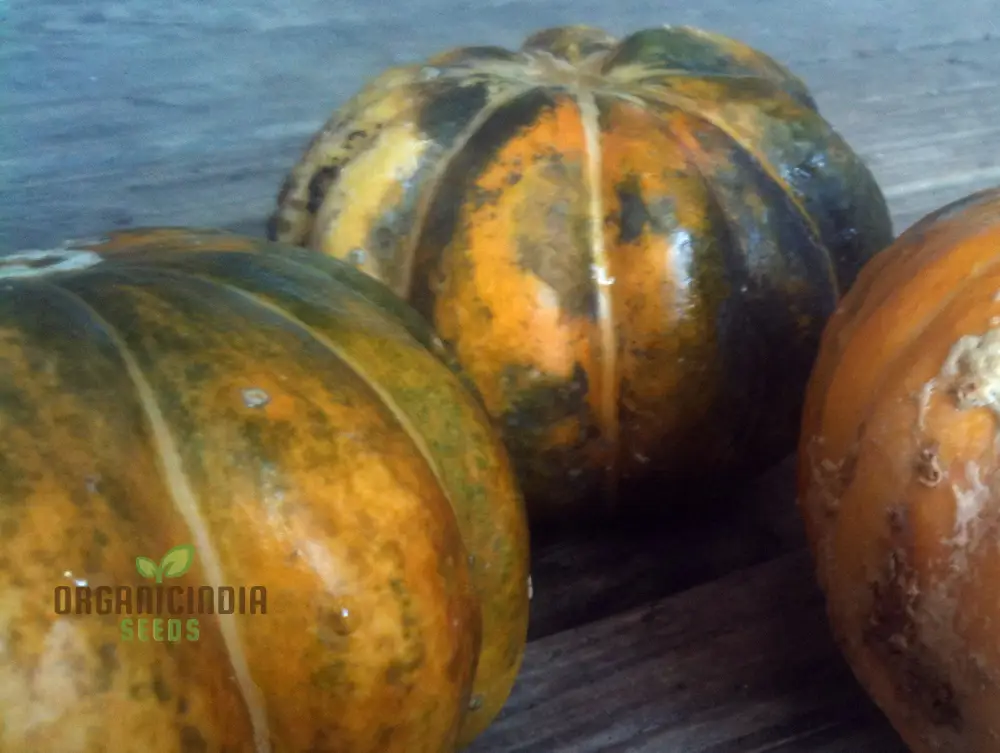 Rare Noir Des Carmes Melon Seeds For Planting: Exquisite Heirloom for Your Garden's Summertime Splendor - Image 4