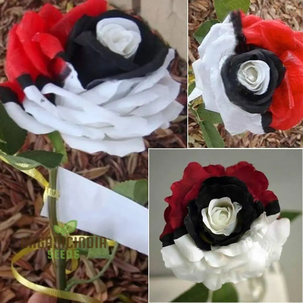 Rare Red White Black Hybridization Rose Flower Seeds | Home Plant Garden Decor | Flowers Seeds for Gardening Enthusiasts