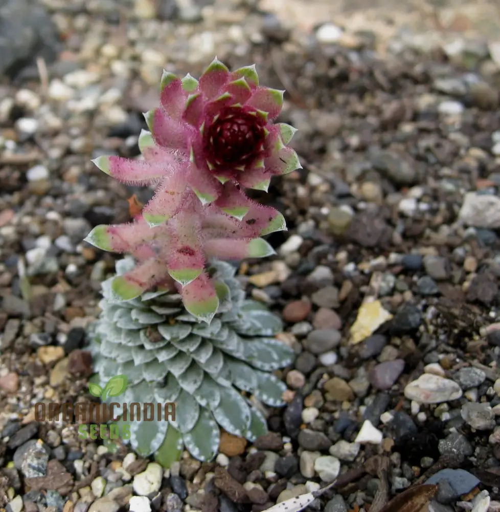 Rare Saxifraga Federici-Augusti Grisebachii Seeds for Gardening Enthusiasts - Premium Quality Planting Seeds
