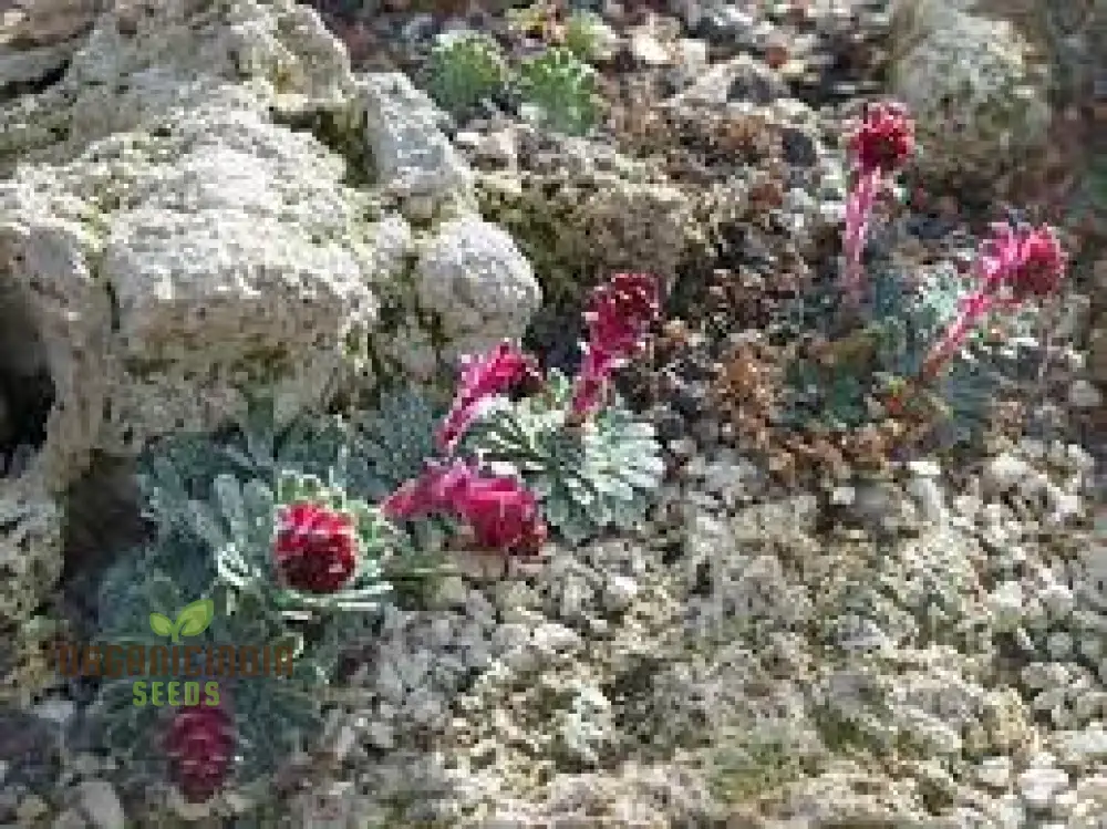 Rare Saxifraga Federici-Augusti Grisebachii Seeds for Gardening Enthusiasts - Premium Quality Planting Seeds - Image 3