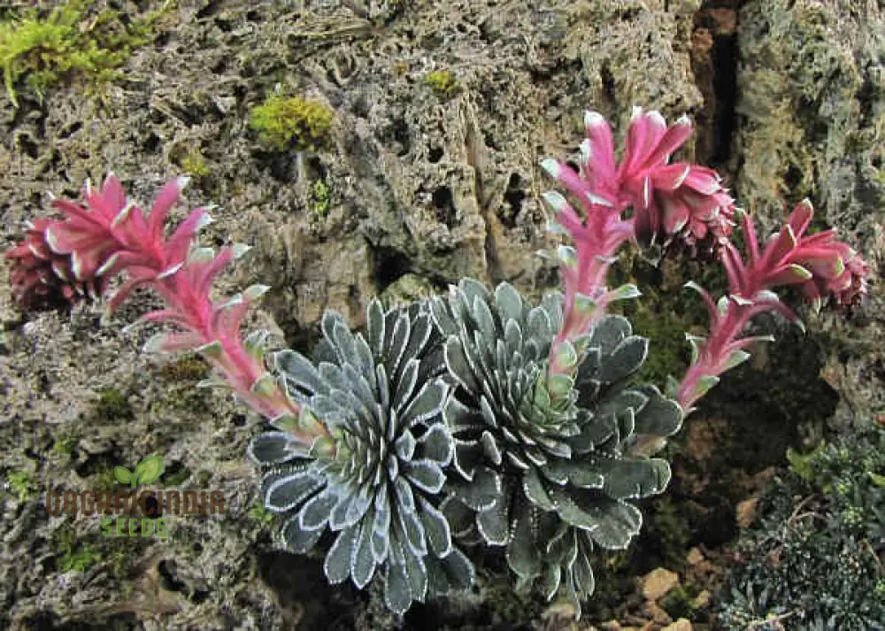 Rare Saxifraga Federici-Augusti Grisebachii Seeds for Gardening Enthusiasts - Premium Quality Planting Seeds - Image 4