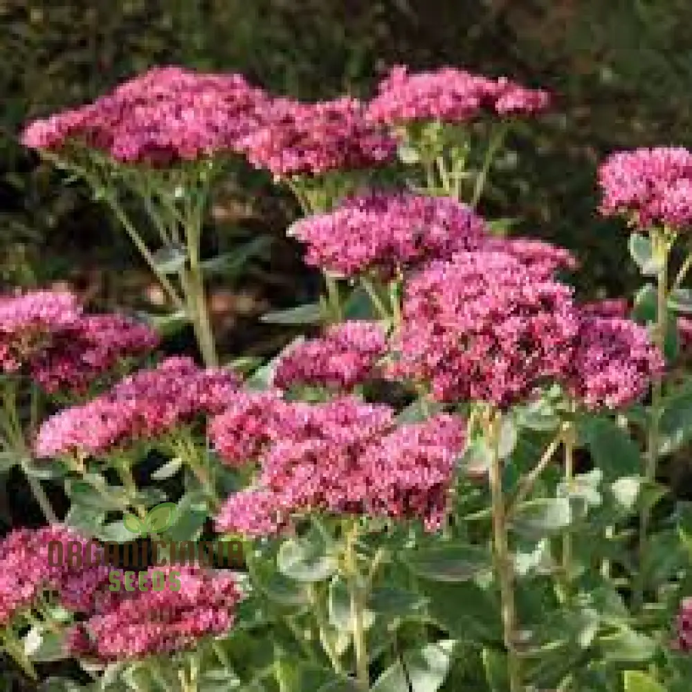 Rare Sedum Belgian Chocolate Seeds for Gardening Enthusiasts - Hardy Succulent Plant Seeds for Outdoor Gardens and Containers