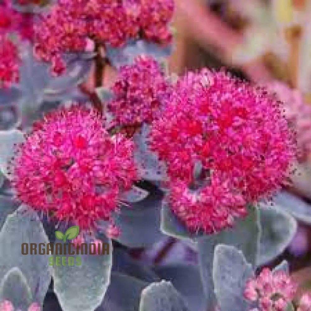 Rare Sedum Belgian Chocolate Seeds for Gardening Enthusiasts - Hardy Succulent Plant Seeds for Outdoor Gardens and Containers - Image 3