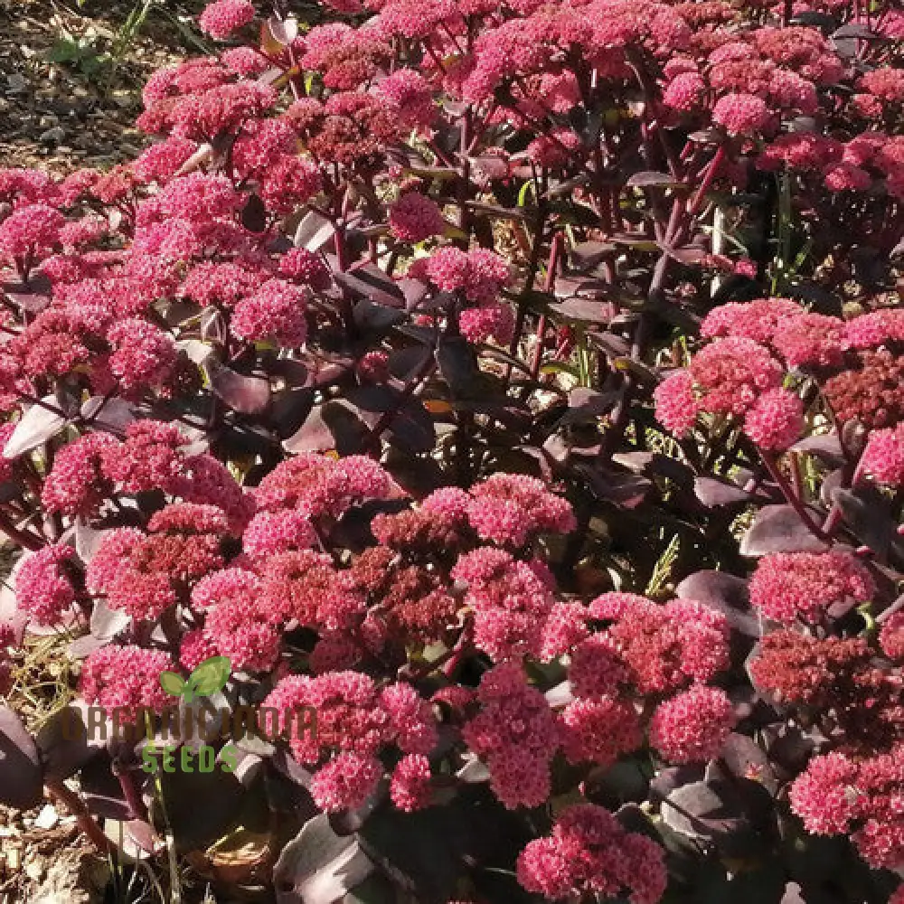 Rare Sedum Belgian Chocolate Seeds for Gardening Enthusiasts - Hardy Succulent Plant Seeds for Outdoor Gardens and Containers - Image 4