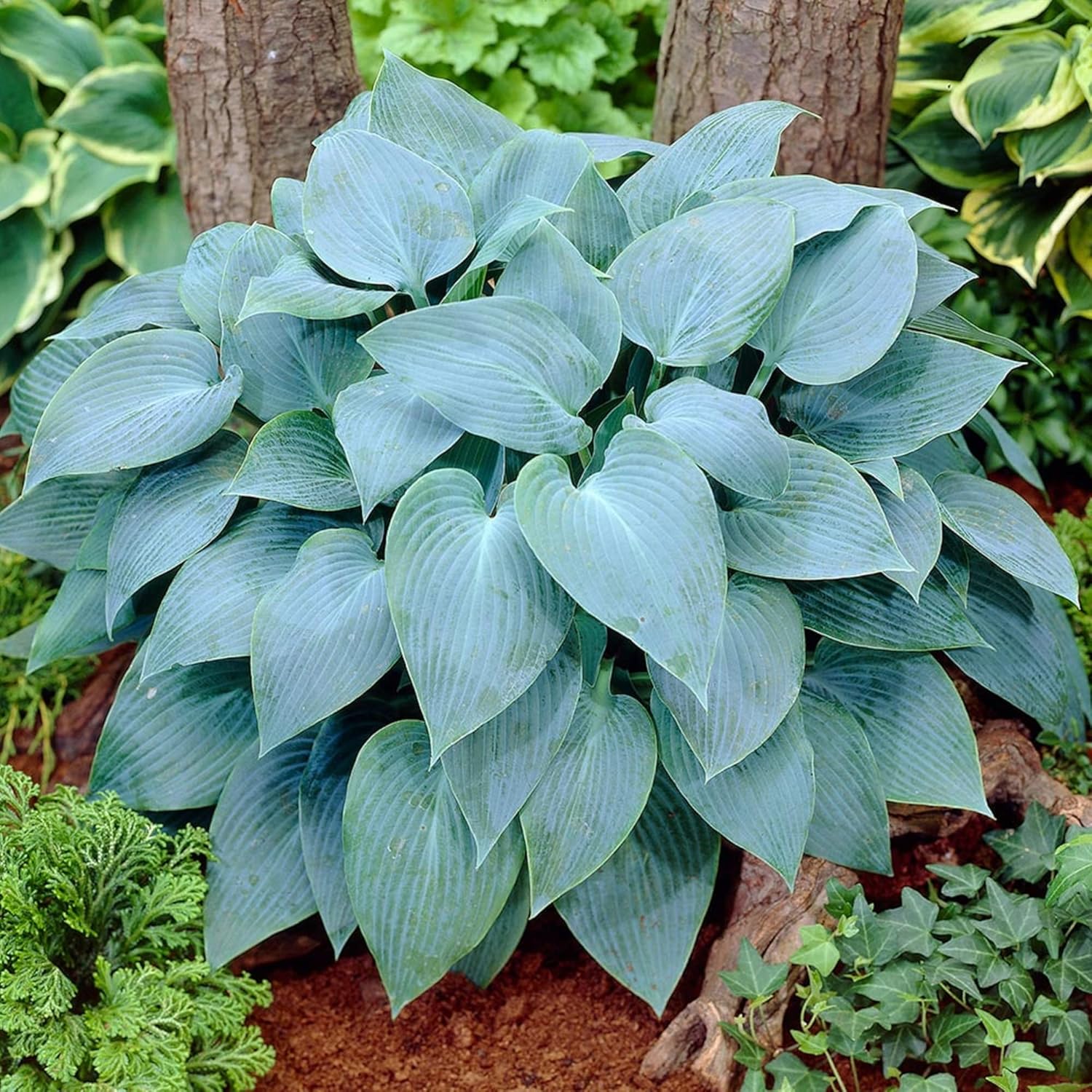 Rare Sky Blue Hosta Plant Seeds Fragrant August Lily, Drought-Tolerant Landscaping Gem - Image 3