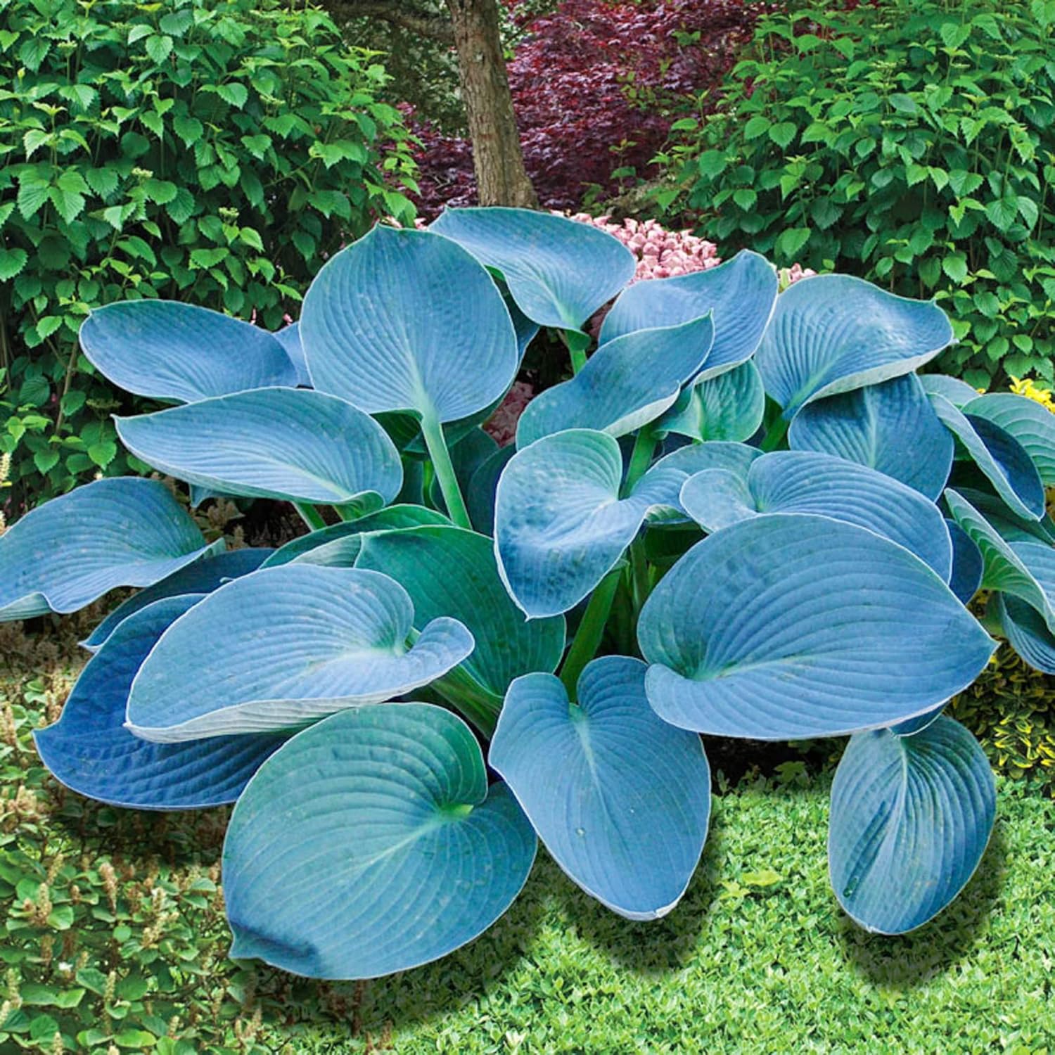 Rare Sky Blue Hosta Plant Seeds Fragrant August Lily, Drought-Tolerant Landscaping Gem - Image 4