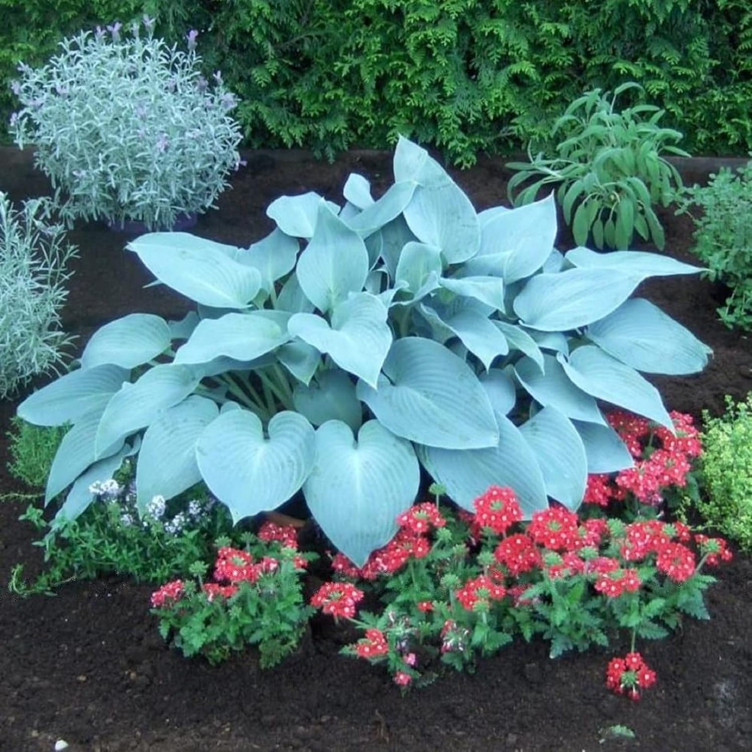 Rare Sky Blue Hosta Plant Seeds Fragrant August Lily, Drought-Tolerant Landscaping Gem - Image 5