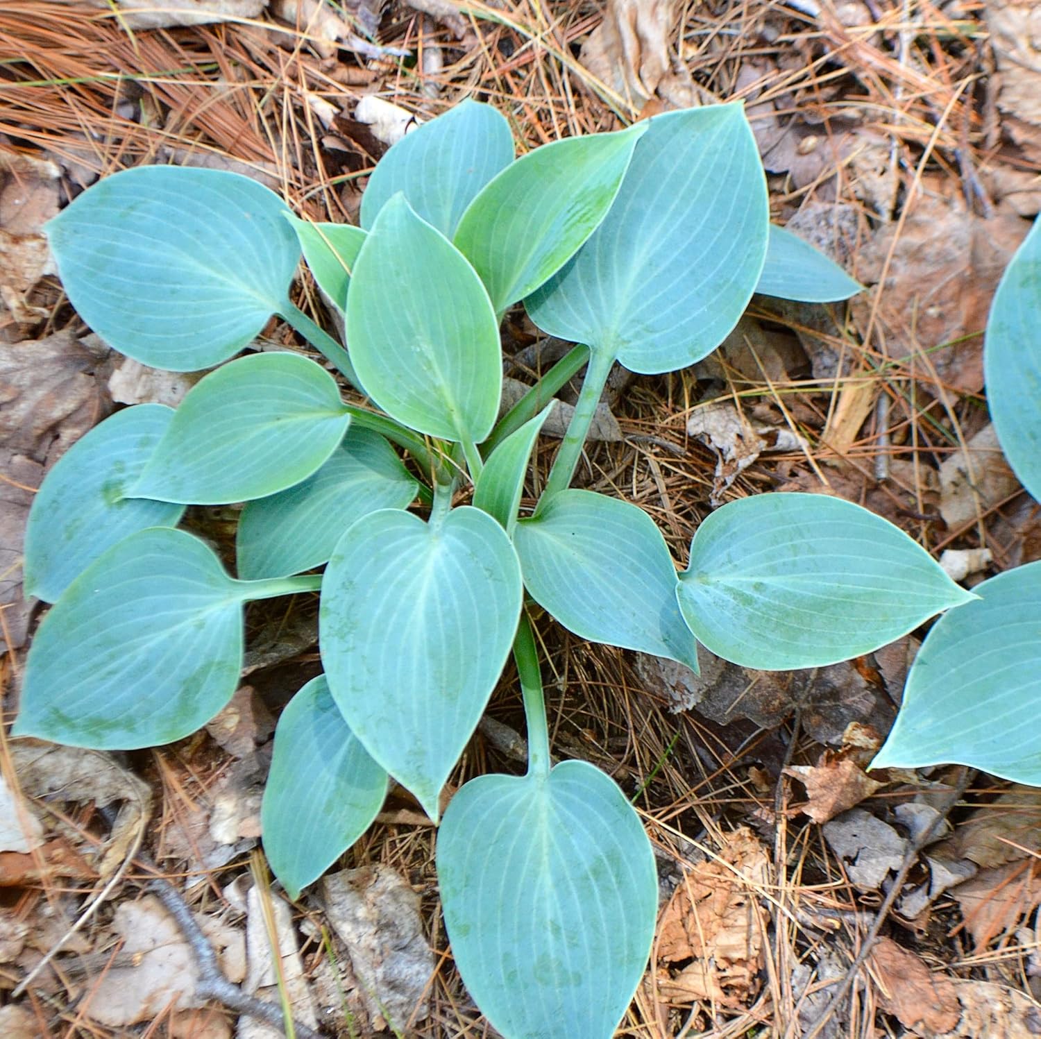 Rare Sky Blue Hosta Plant Seeds Fragrant August Lily, Drought-Tolerant Landscaping Gem - Image 6