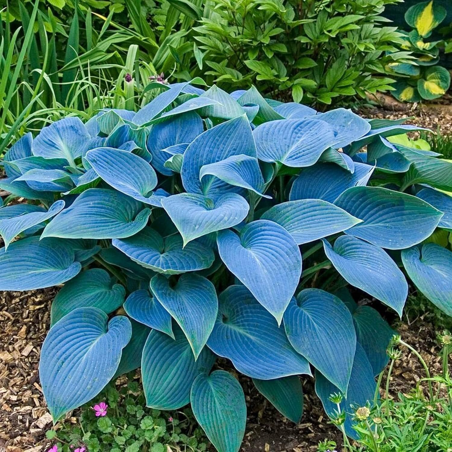 Rare Sky Blue Hosta Plant Seeds Fragrant August Lily, Drought-Tolerant Landscaping Gem - Image 7