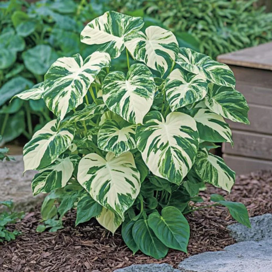 Variegated Monstera Mint Seeds – Rare White & Green Foliage Mint Plant for Garden & Containers