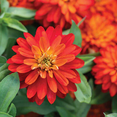 Rare Variety Zinnia Seeds – Heat Tolerant Garden Blooms for Planting