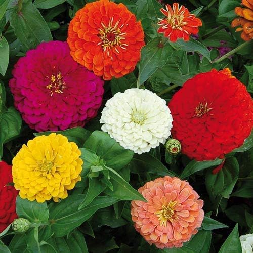 Rare Variety Zinnia Seeds – Heat Tolerant Garden Blooms for Planting - Image 3
