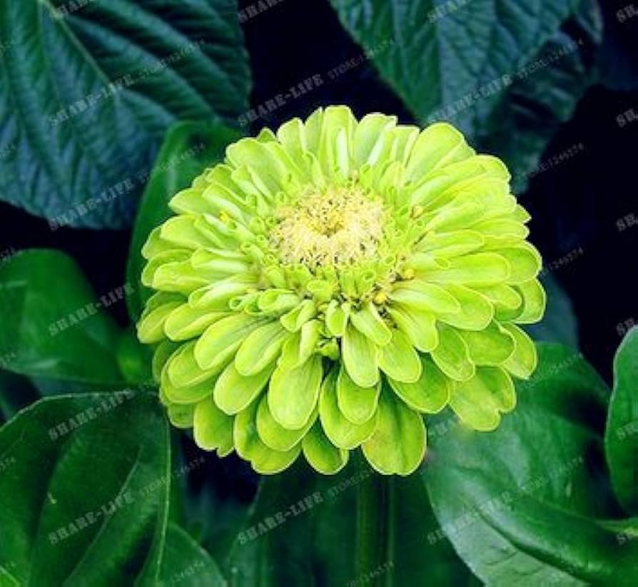 Rare Variety Zinnia Seeds – Heat Tolerant Garden Blooms for Planting - Image 4