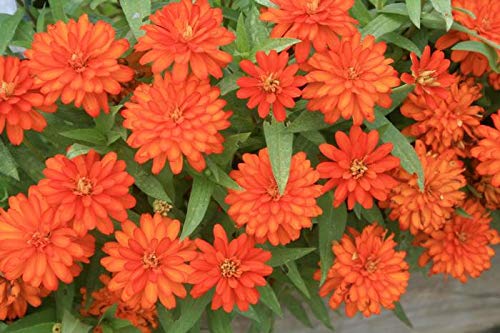 Rare Variety Zinnia Seeds – Heat Tolerant Garden Blooms for Planting - Image 5