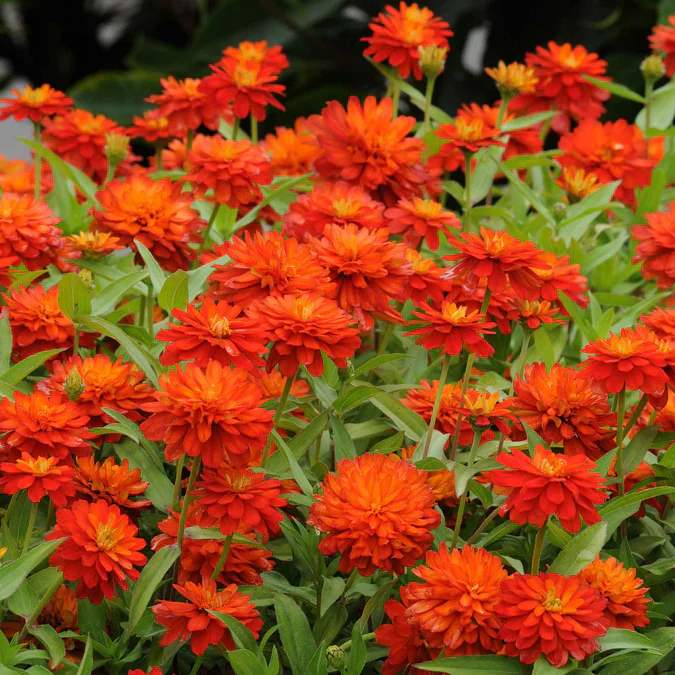 Rare Variety Zinnia Seeds – Heat Tolerant Garden Blooms for Planting - Image 6