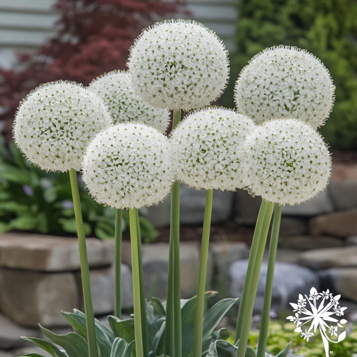 Rare White Allium Mount Everest Seeds, Elegant Tall Blooming Perennials - Image 3