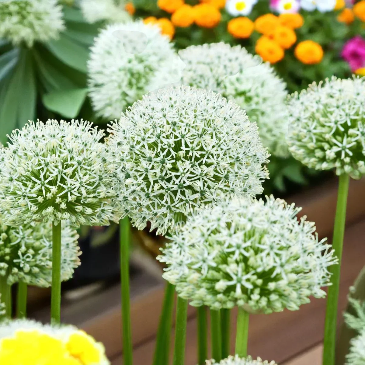 Rare White Allium Mount Everest Seeds, Elegant Tall Blooming Perennials - Image 6