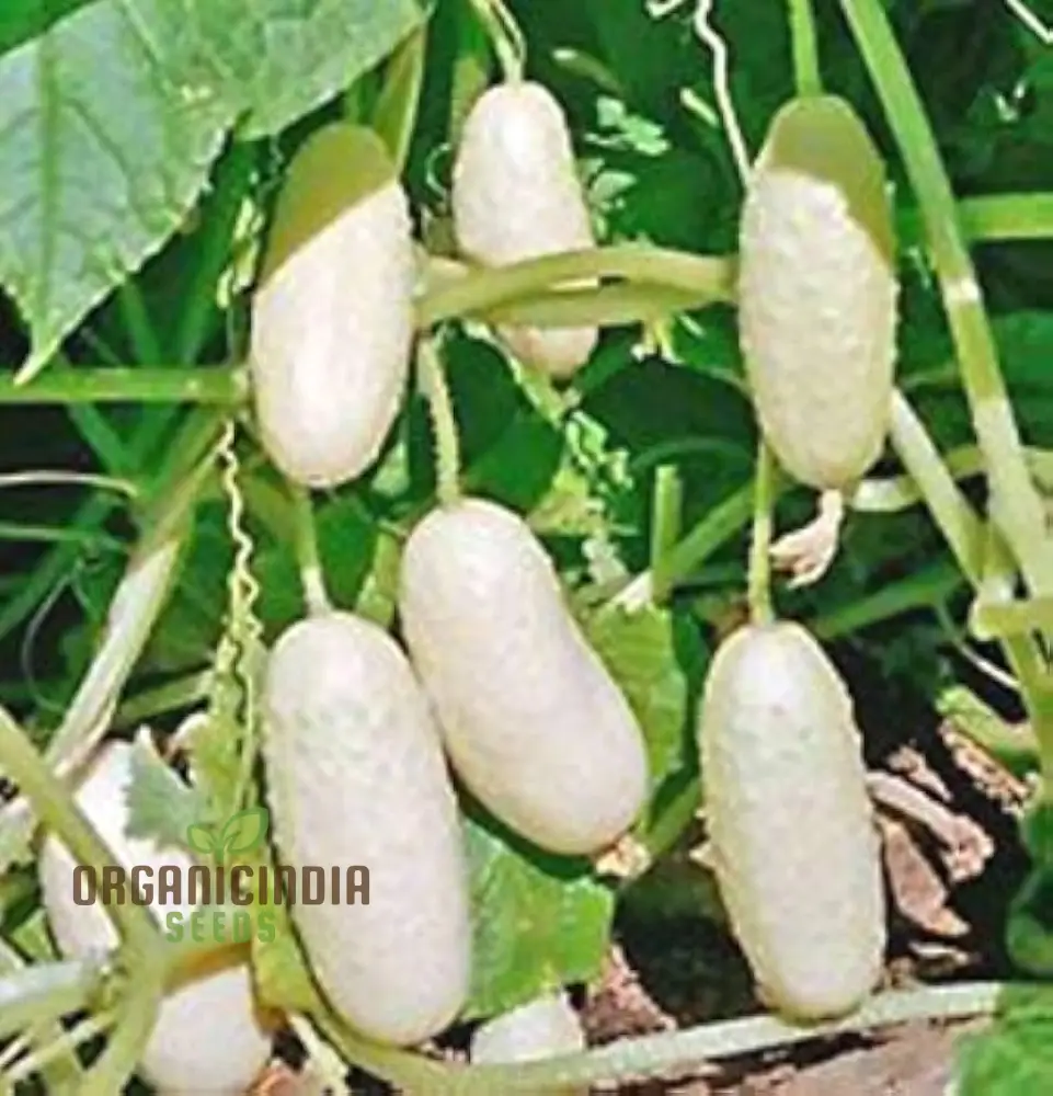 Rare White Wonder Cucumber Seeds for Planting