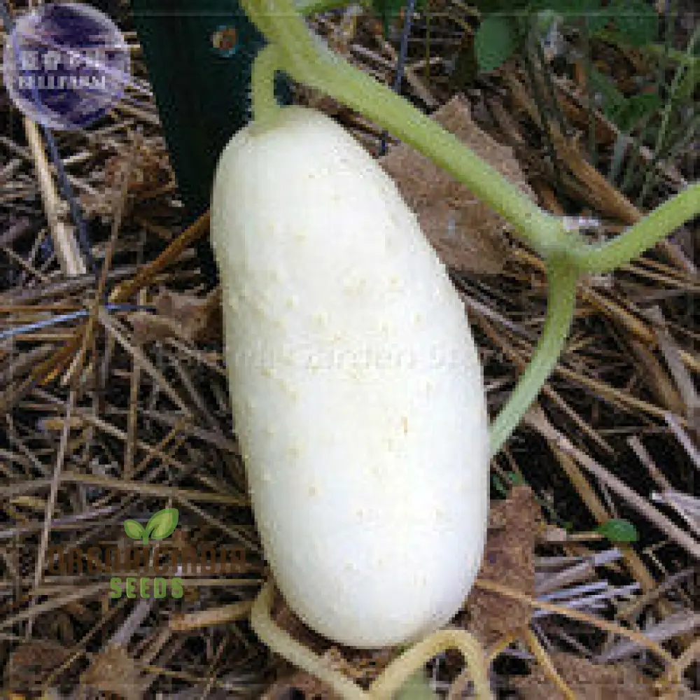 Rare White Wonder Cucumber Seeds for Planting - Image 3