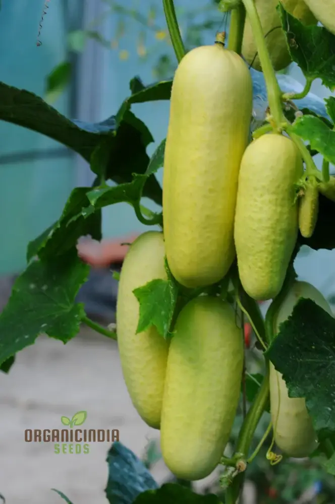Rare White Wonder Cucumber Seeds for Planting - Image 4