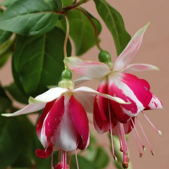 Rari Verde Milii Beautiful Flower Seeds for Planting - Image 3