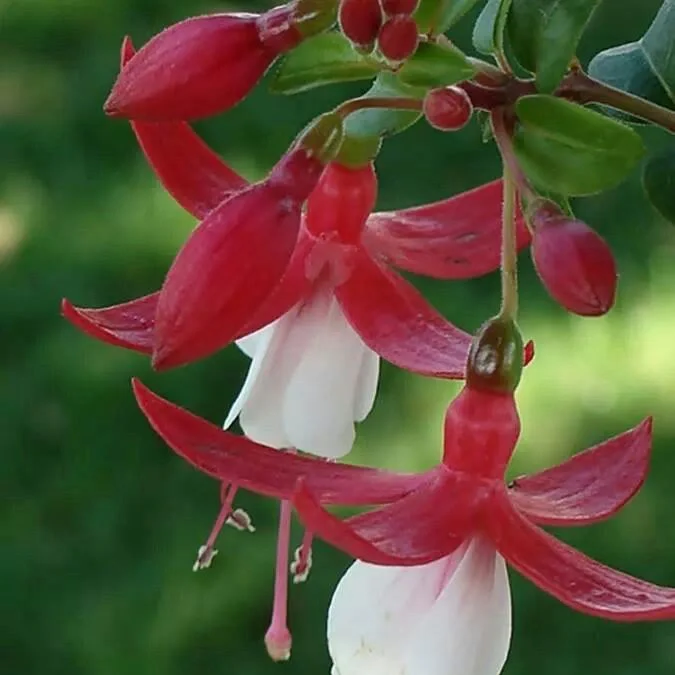 Rari Verde Milii Beautiful Flower Seeds for Planting - Image 4