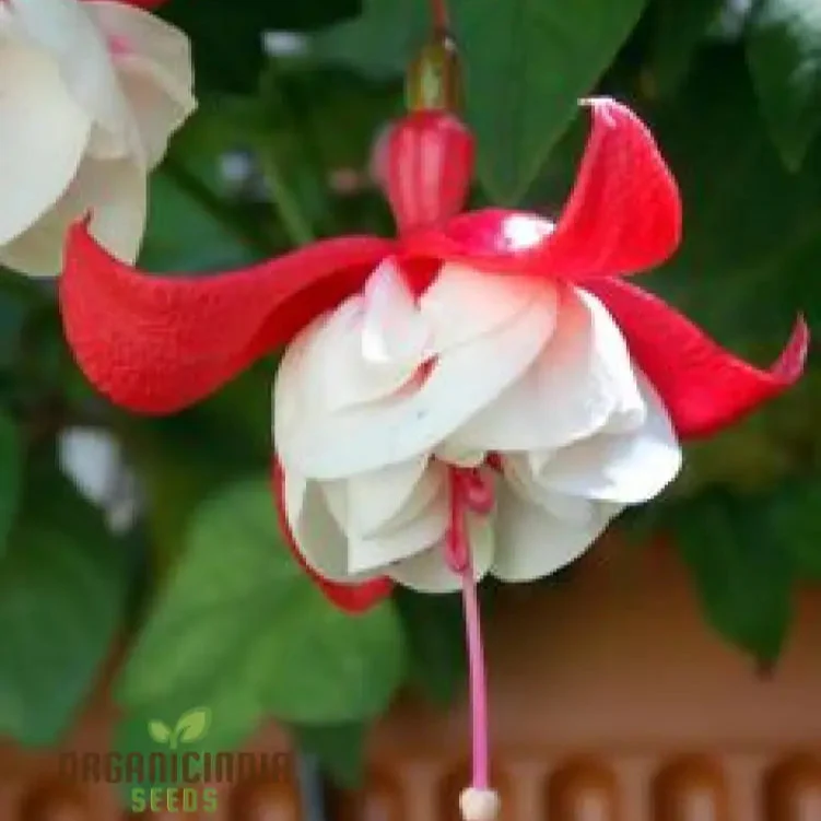 Rari Verde Milii Beautiful Flower Seeds for Planting - Image 5