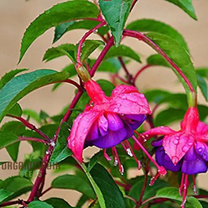 Rari Verde Milii Beautiful Flower Seeds for Planting - Image 6