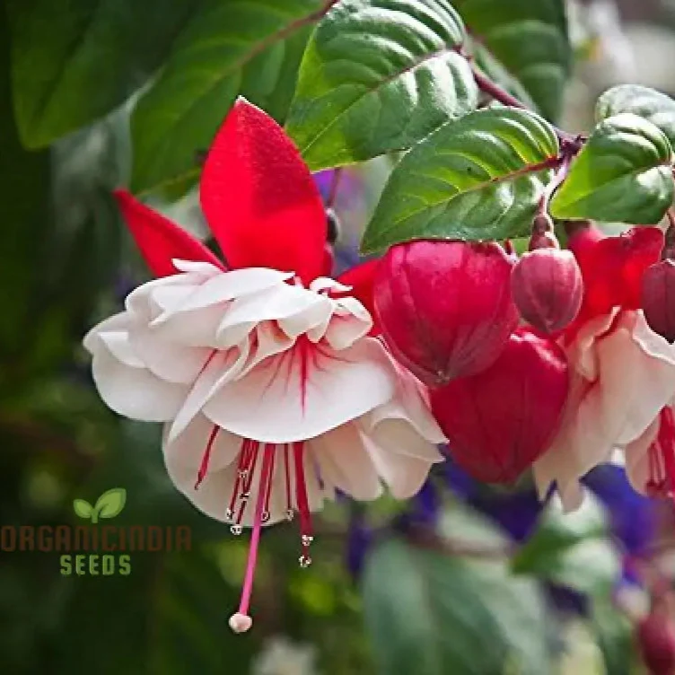 Rari Verde Milii Beautiful Flower Seeds for Planting - Image 7