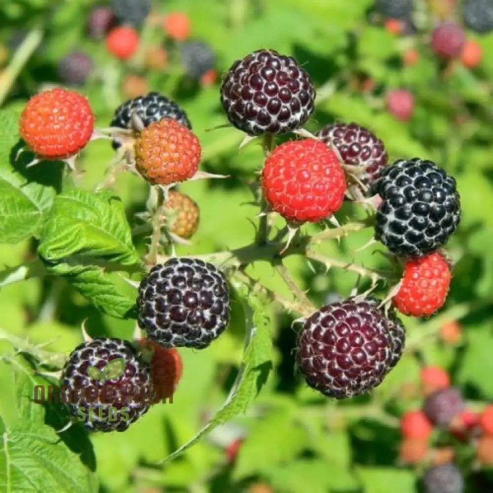 RASPBERRY AMETHYST Fruit Seeds for Planting for Your Gardening Adventures