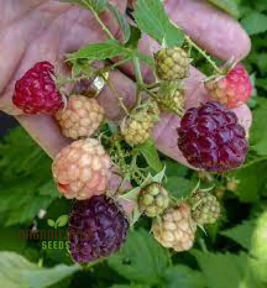 RASPBERRY AMETHYST Fruit Seeds for Planting for Your Gardening Adventures - Image 3