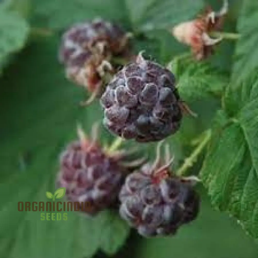 RASPBERRY AMETHYST Fruit Seeds for Planting for Your Gardening Adventures - Image 4