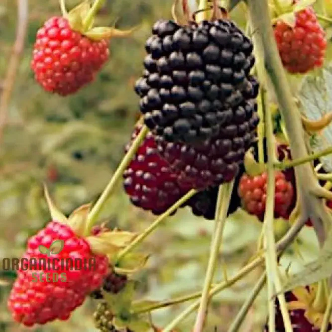 RASPBERRY GLAUCUS (ANDEAN VARIETY) Seeds for Your Gardening Needs