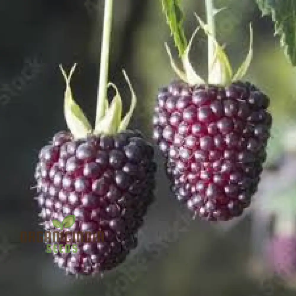 RASPBERRY GLAUCUS (ANDEAN VARIETY) Seeds for Your Gardening Needs - Image 2