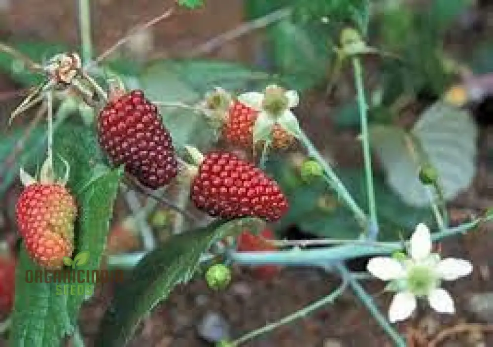 RASPBERRY GLAUCUS (ANDEAN VARIETY) Seeds for Your Gardening Needs - Image 4