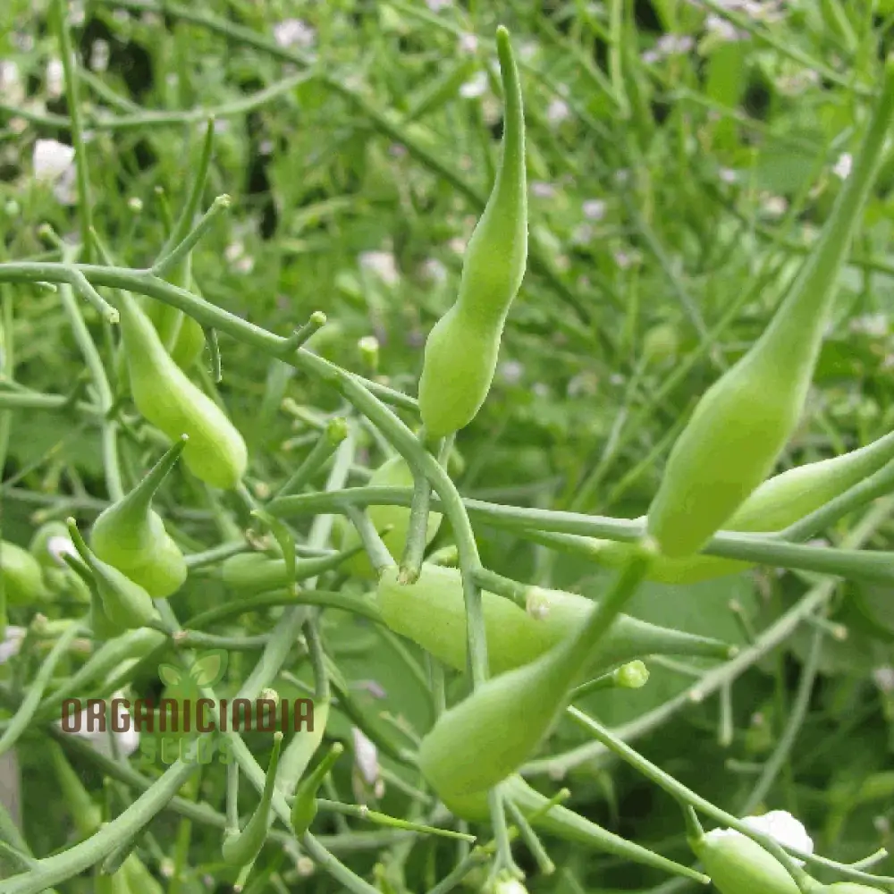 Rat-Tailed Radish Vegetable Seeds, Cultivating Unique and Flavorful Harvests with Expert Planting and Gardening