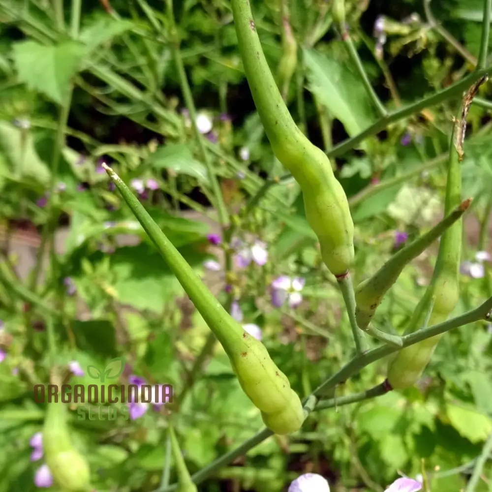 Rat-Tailed Radish Vegetable Seeds, Cultivating Unique and Flavorful Harvests with Expert Planting and Gardening - Image 3