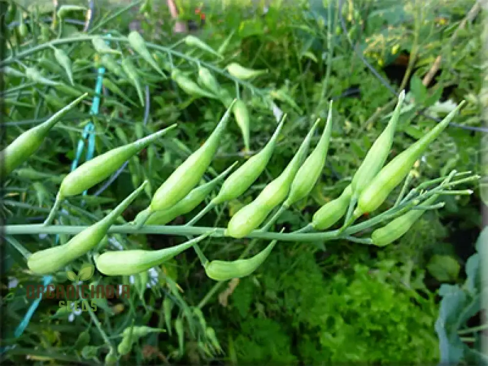 Rat-Tailed Radish Vegetable Seeds, Cultivating Unique and Flavorful Harvests with Expert Planting and Gardening - Image 4