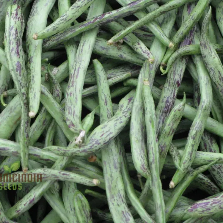 Rattlesnake Snap Bean Seeds For Planting - Premium Heirloom Seeds for Home Gardening | Vibrant, Flavorful, and High-Yield Bean Plants for Your Garden"