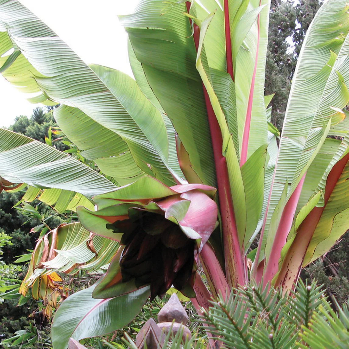 Red Abyssinian Banana Seeds