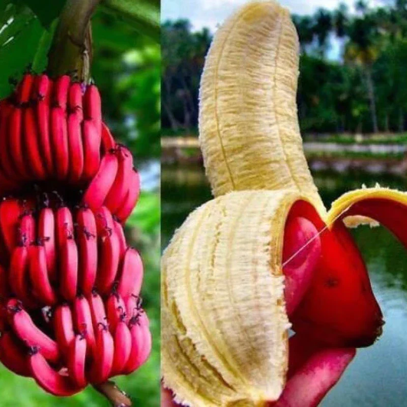 Red Abyssinian Banana Seeds - Image 3