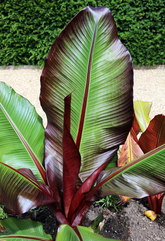 Red Abyssinian Banana Seeds - Image 5
